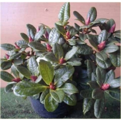 Rododendron Scarlet Wonder 5 lat Rop4