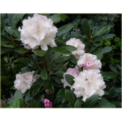Rododendron Schneekrone 5 lat Roj15