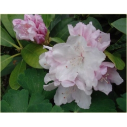 Rododendron Schneekrone 5 lat Roj15