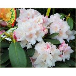 Rododendron Schneekrone 5 lat Roj15