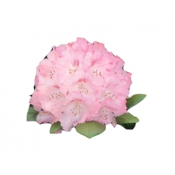 Rododendron Schneverdingen Roj16