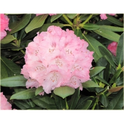 Rododendron Schneverdingen 5 lat Roj16