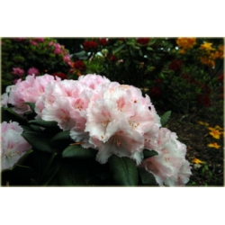 Rododendron Schneverdingen 5 lat Roj16