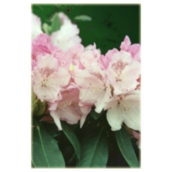 Rododendron Schneverdingen 5 lat Roj16