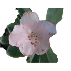 Rododendron Silberwolke Roj17
