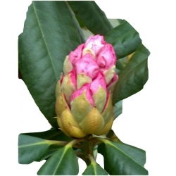 Rododendron Simona Ro65