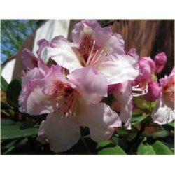 Rododendron Simona 5 lat Ro65