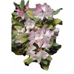 Rododendron Sneezy Roj18