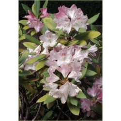 Rododendron Sneezy 5 lat Roj18