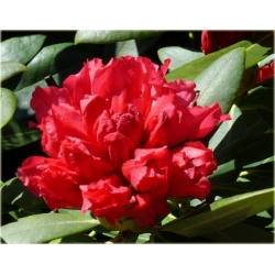 Rododendron Sneezy 5 lat Roj18