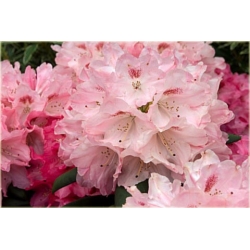 Rododendron Sneezy 5 lat Roj18