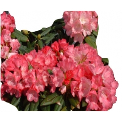 Rododendron Sweet Sue Roj19