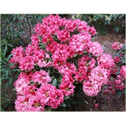 Rododendron Sweet Sue 5 lat Roj19