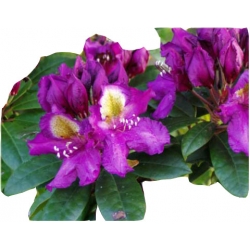 Rododendron Tamarindos Ro67