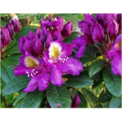 Rododendron Tamarindos 5 lat Ro67