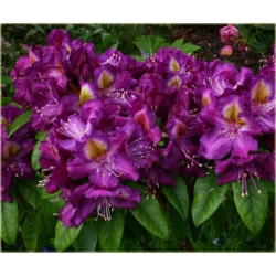 Rododendron Tamarindos 5 lat Ro67