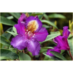 Rododendron Tamarindos 5 lat Ro67