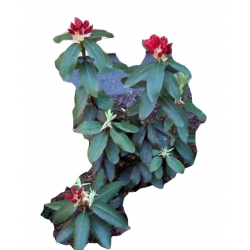 Rododendron Torero Ro68