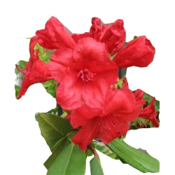 Rododendron Vulcan Ro71