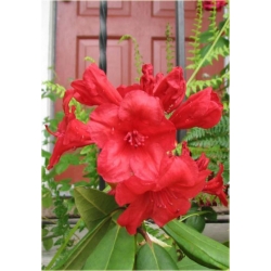 Rododendron Vulcan 5 lat Ro71