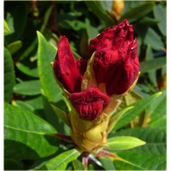 Rododendron Vulcan 5 lat Ro71