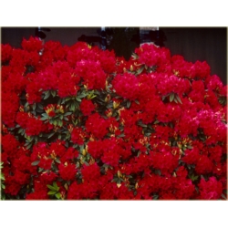 Rododendron Vulcan 5 lat Ro71