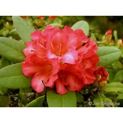 Rododendron Abendsonne 5 lat Ro4