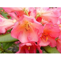 Rododendron Abendsonne 5 lat Ro4