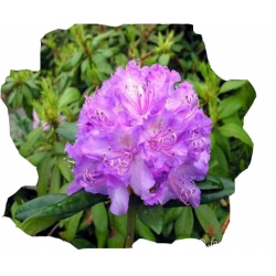 Rododendron Alfred Ro5