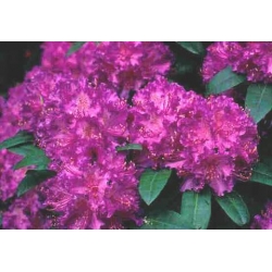 Rododendron Alfred 5 lat Ro5