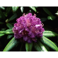 Rododendron Alfred 5 lat Ro5