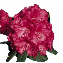 Rododendron Andantino Ro7