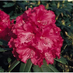 Rododendron Andantino 5 lat Ro7