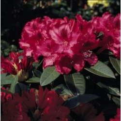 Rododendron Andantino 5 lat Ro7