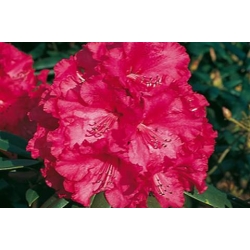 Rododendron Andantino 5 lat Ro7