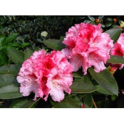 Rododendron Ann Lindsay 5 lat Ro6