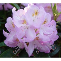Rododendron Anthony Waterer 5 lat Ro8