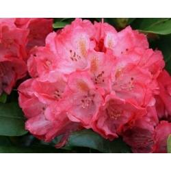 Rododendron Anthony Waterer 5 lat Ro8