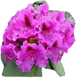 Rododendron Azurro Ro9