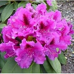 Rododendron Azurro 5 lat Ro9
