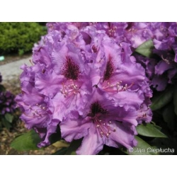 Rododendron Azurro 5 lat Ro9