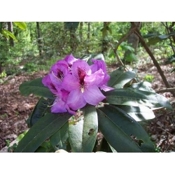 Rododendron Azurro 5 lat Ro9