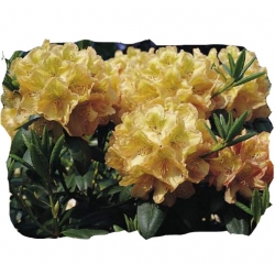 Rododendron Belkanto Ro11