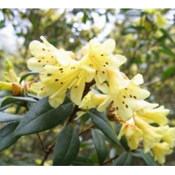 Rododendron Belkanto 5 lat Ro11