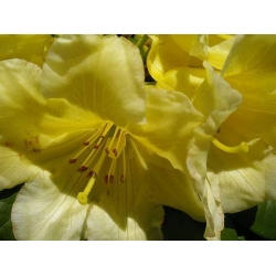 Rododendron Belkanto 5 lat Ro11