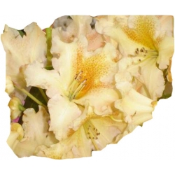 Rododendron Bernstein Ro12