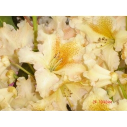 Rododendron Bernstein 5 lat Ro12