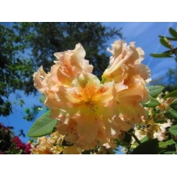 Rododendron Bernstein 5 lat Ro12