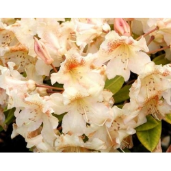 Rododendron Bernstein 5 lat Ro12