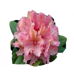 Rododendron Brasilia Ro14